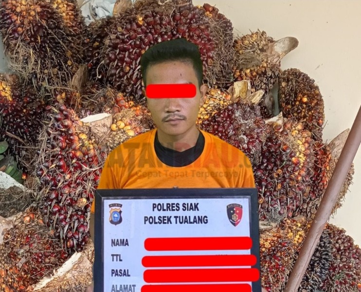 Polsek Tualang Tangkap Pencuri 37 Tandan Sawit Milik Perusahaan di Pinang Sebatang