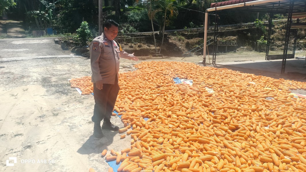Polsek Minas Pantau Tahap Pascapanen Jagung Pipil Program Ketahanan Pangan di Rantau Bertuah