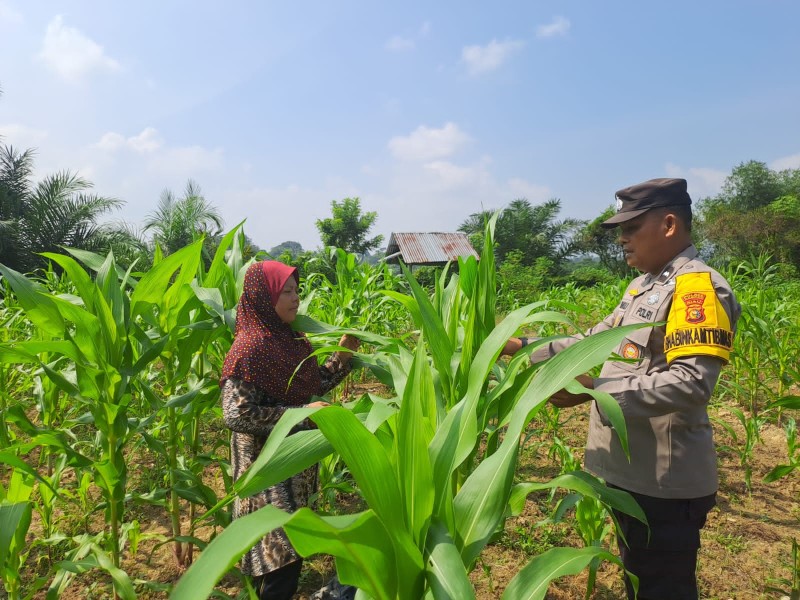 Dukung Ketahanan Pangan, Polsek Bangkinang Barat Rutin Bantu Petani Rawat Jagung Pipil