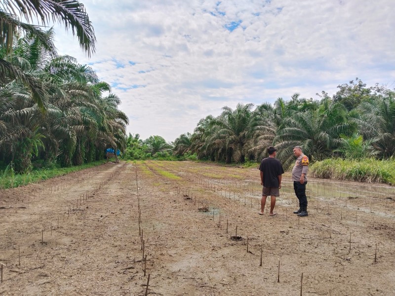 Polsek Pasir Penyu Dukung Ketahanan Pangan Nasional melalui Budidaya Jagung dan Cabai di Desa Pasir Batu Mandi