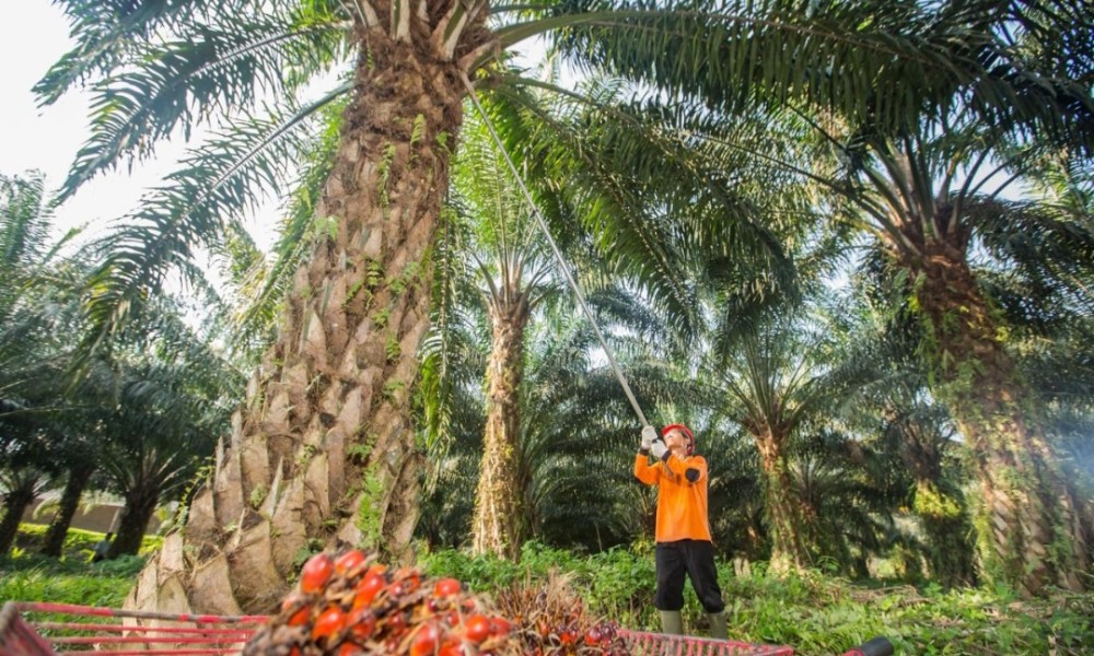 Realisasi Rekomtek PSR Capai 2.287 Ha, PalmCo Lampaui Target Awal Tahun hingga 25%