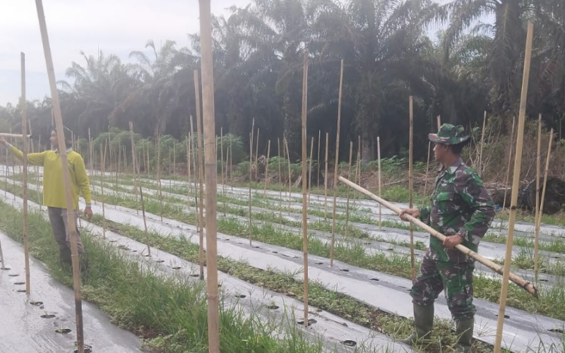 Pendampingan Pertanian Melon Disertai Sosialisasi Karhutla oleh Babinsa Basilam Baru