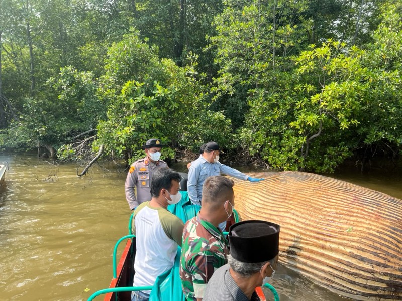 KKP Kirim Sampel Bangkai Paus di Inhil ke BRIN