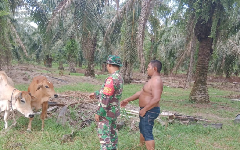 Cegah Penyebaran PMK, Babinsa Sambangi Peternakan Sapi di Sei Geniot