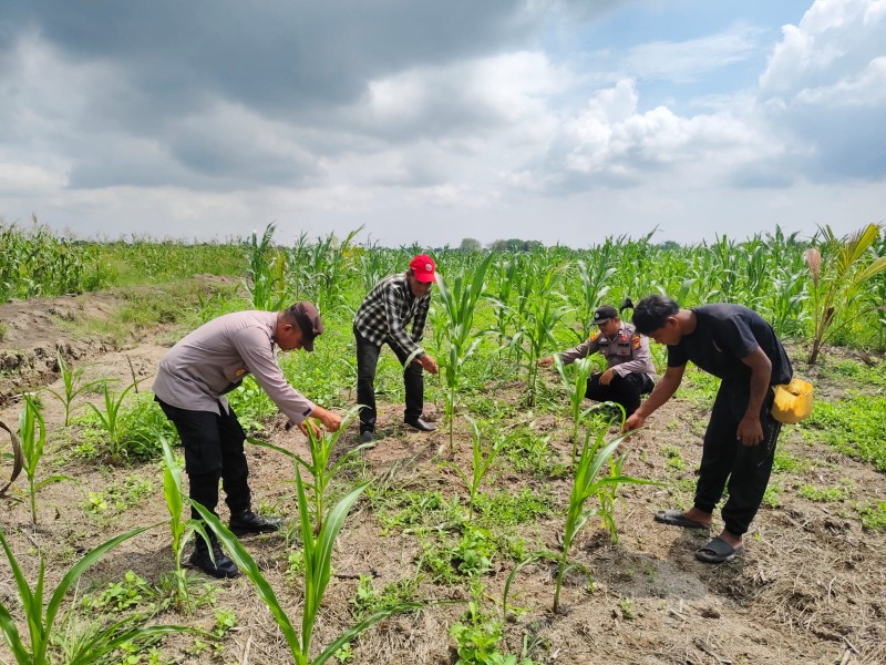 15 Ha Jagung Pipil Poktan Senang Jaya Sungai Solok wilayah Polsek Kuala Kampar, mendukung ketahanan pangan