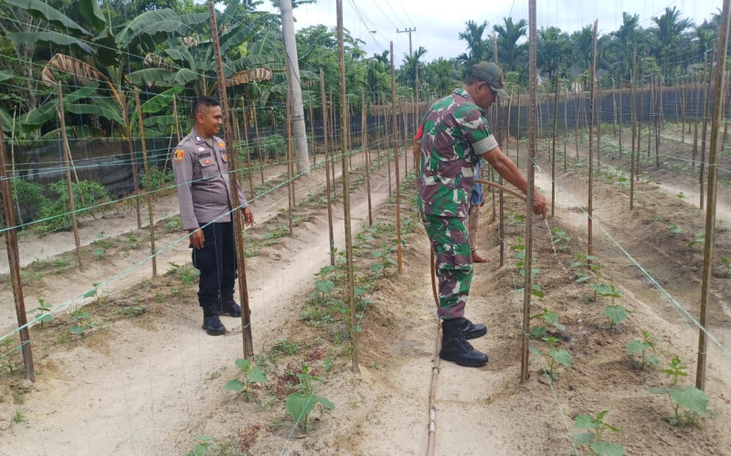 Babinsa Dampingi Petani Tingkatkan Hasil Panen di Gurun Panjang