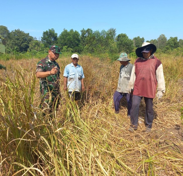Babinsa Koramil 04/Perawang Sertu Sarju Gelar Patroli Karhutla di Tualang, Tidak Ditemukan Titik Api