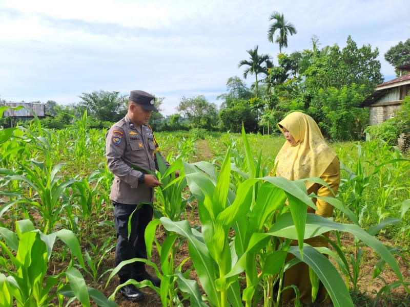 Lahan Kelompok Wanita Tani Desa Pulau Jambu Terus Monitor oleh Bhabinkamtibmas Polsek Bangkinang Barat untuk Pastikan Tanaman Jagung Pipil Bagus
