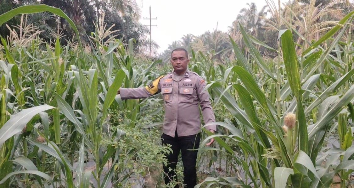 Jagung Pipil Usia 69 Hari di Minas Timur Tumbuh Baik, Polisi Dorong Perawatan Berkelanjutan
