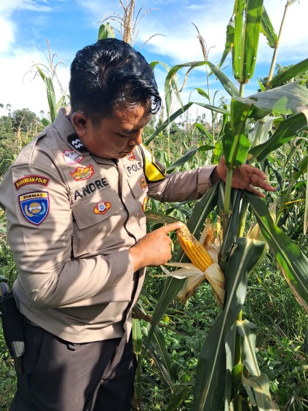 Dukung Ketahanan Pangan Nasional, Bhabinkamtibmas Polsek Minas Cek Perkembangan Jagung Pipil Usia 97 Hari