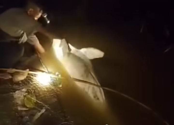 Lumba-Lumba yang Sempat Hebohkan Warga Rohul Ditemukan Mati Terdampar di Sungai Batang Lubuh