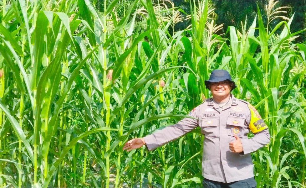 Polsek Minas Pantau Perkembangan Jagung Pipil Program Ketahanan Pangan, Tanaman Tumbuh Subur di Usia 50 Hari
