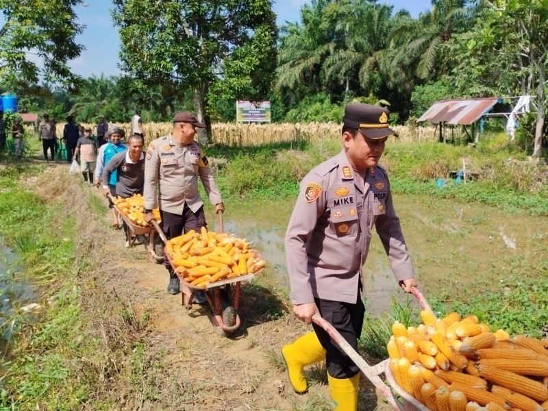 Polsek Ukui Dukung Swasembada Pangan, Panen Raya Jagung 2 Ton Jadi Bukti Sinergi Polri dan Petani
