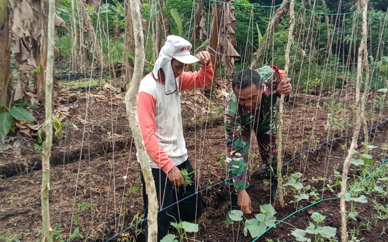 Ketahanan Pangan, Koramil 01 Pastikan Lahan Pertanian Tetap Produktif