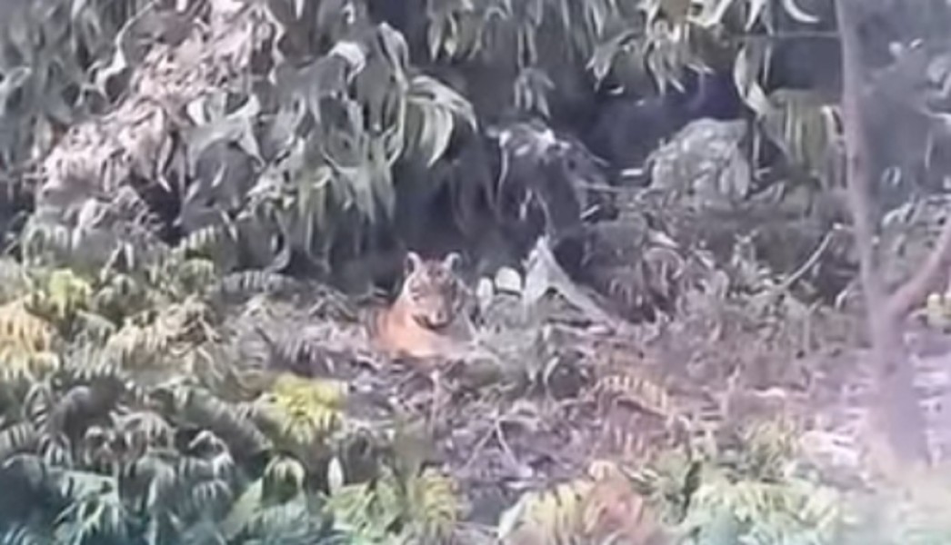 Kembali Muncul di Pelalawan, Harimau Sumatera Terekam Duduk di Pinggir Hutan