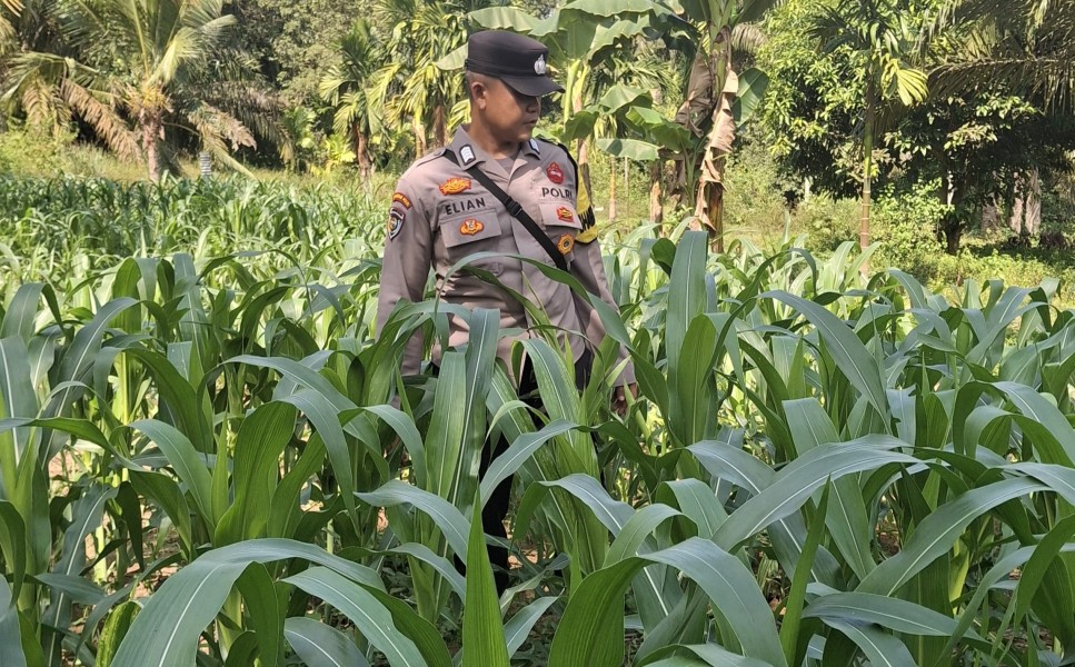 Bhabinkamtibmas Polsek Minas Cek Perkembangan Jagung Program Ketahanan Pangan Nasional, Tanaman Tumbuh Subur Masuki Usia 31 Hari