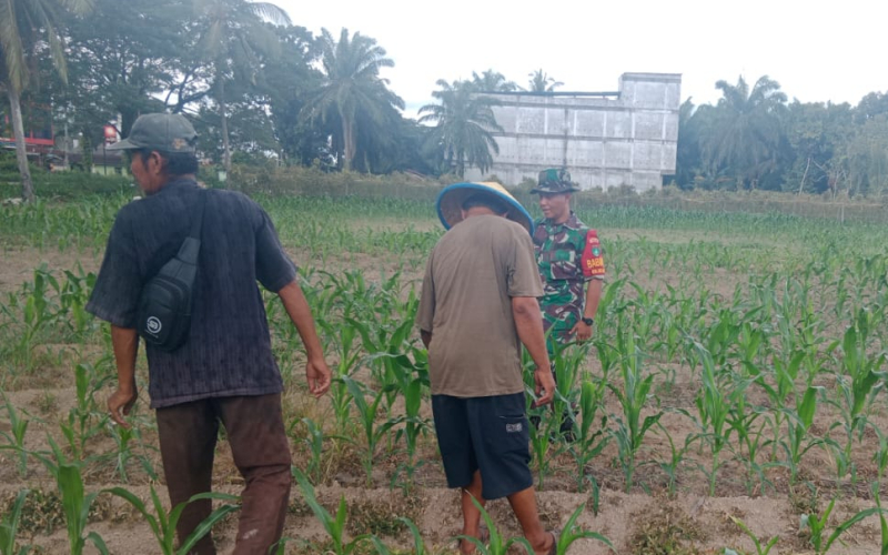 Babinsa Sungai Geniot Dampingi Penanaman Jagung Dukung Swasembada Pangan