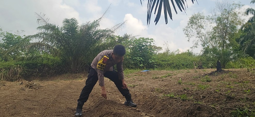 Polsek Minas Dampingi Kelompok Tani Bersihkan Lahan, Persiapan Tanam Jagung Pipil Kuartal II