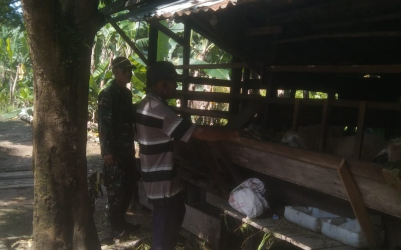 TNI Bantu Warga Jaga Kesehatan Ternak, Babinsa Tanjung Penyebal Lakukan Sosialisasi PMK