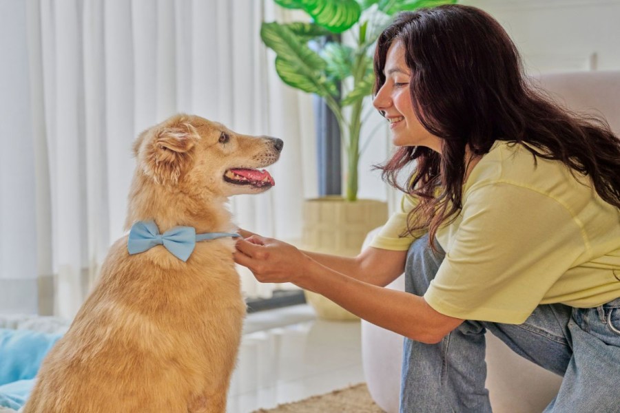 Asuransi Hewan Peliharaan: Pertimbangan, Cara Beli, dan Rekomendasinya