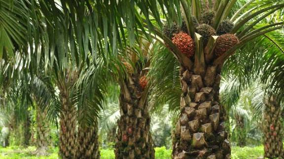 Turun, Harga TBS Mitra Swadaya Riau Jadi Rp3.656 per Kg