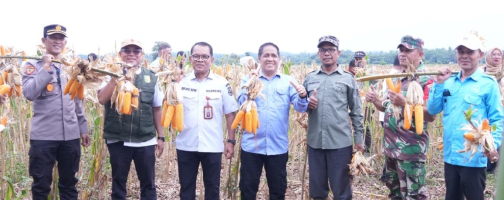 Pemkab Kuansing Gelar Panen Raya Jagung Pipil di Kampung Tengah
