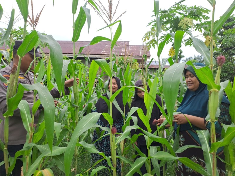 Monitoring Perkembangan Jagung Perkebunan Milik Kelompok Wanita Tani Terus di Pantau Bhabinkamtibmas Polsek Bangkinang Barat