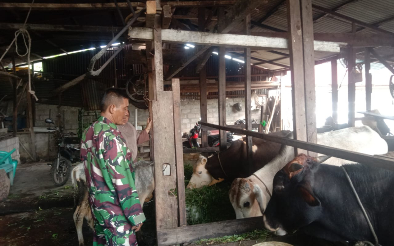 Cegah PMK, ini yang Dilakukan Babinsa Koramil 03 Sei Sembilan