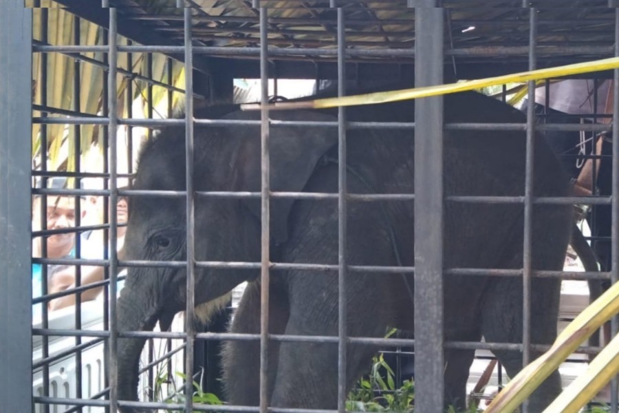 Diduga Terpisah dari Induk, Anak Gajah Imut Ditemukan di Permukiman Warga Kampar