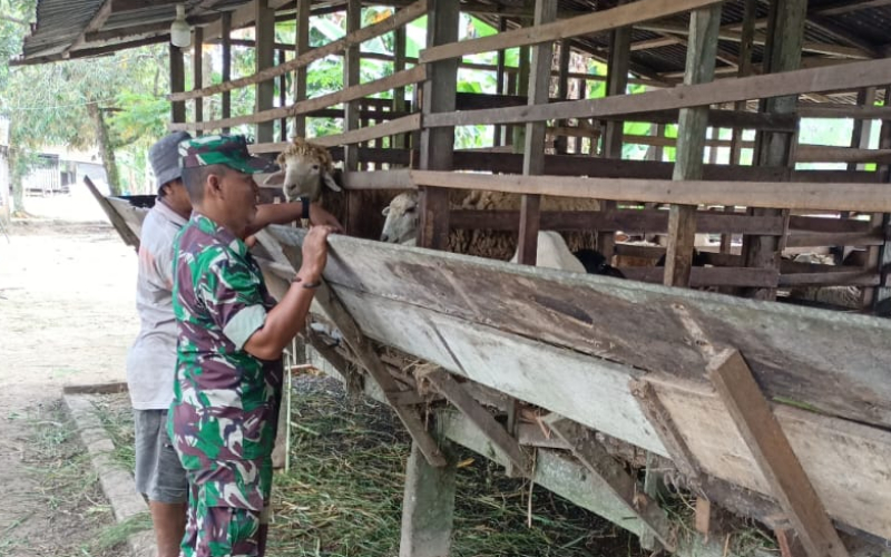 Edukasi Cara Pencegahan Wabah PMK oleh Babinsa Sei Geniot