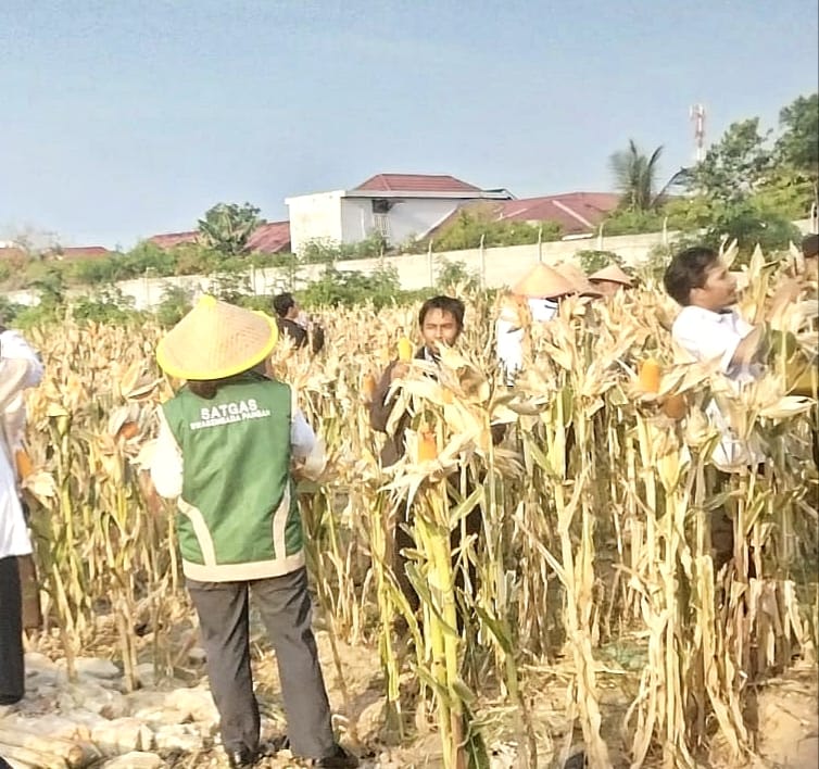 Panen Jagung Polsek KSKP Dumai, Pelindo Dorong Penguatan Ketahanan Pangan