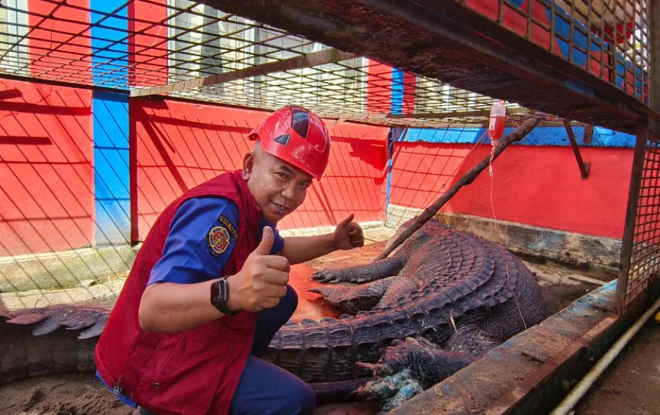 Buaya Raksasa 5,7 Meter di Inhil Belum Mau Makan, Petugas Beri Infus dan Antibiotik Khusus