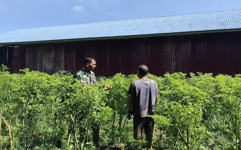Pendampingan Pertanian dan Edukasi Karhutla, Babinsa Turun Langsung ke Lahan Warga