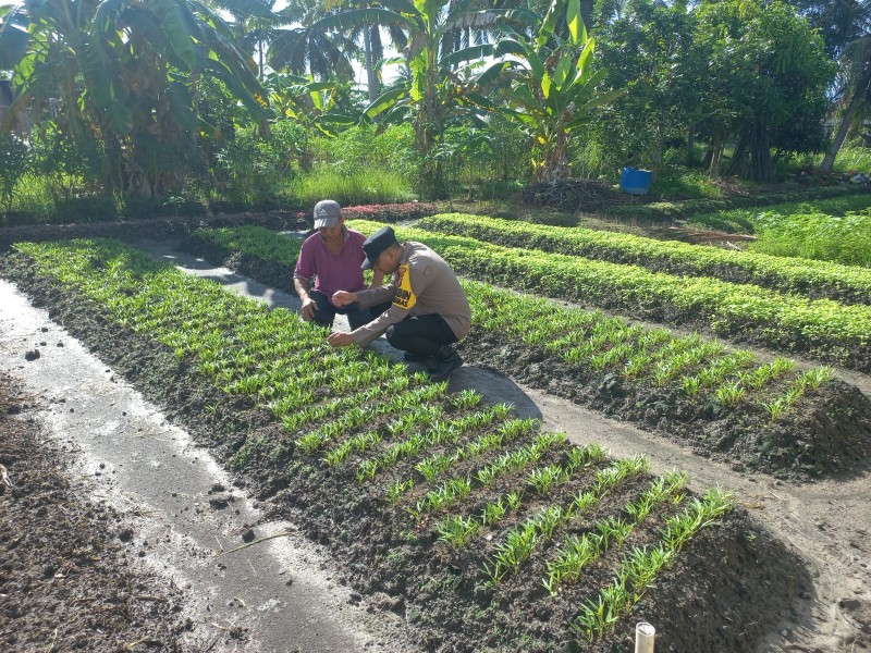 POLSEK TEBING TINGGI BARAT LAKUKAN PEMBINAAN PETANI DESA RENAK DUNGUN