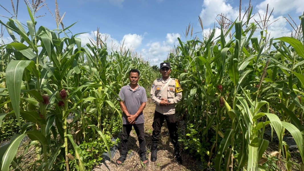 Dukung Ketahanan Pangan Nasional, Bhabinkamtibmas Polsek Merbau Cek Lahan Jagung di Desa Bagan Melibur