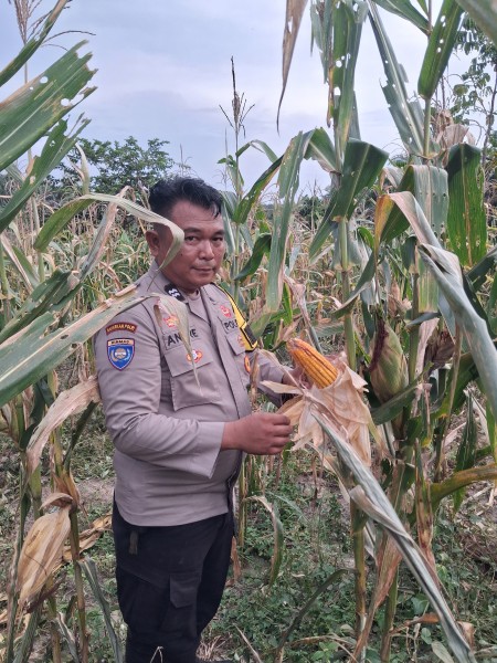 Bhabinkamtibmas Kampung Rantau Bertuah Cek Perkembangan Jagung Pipil Usia 107 Hari, Petani Bersiap Hadapi Masa Panen