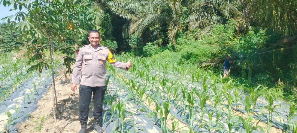 Usia 23 Hari, Jagung Pipil di Minas Timur Tumbuh Optimal, Polsek Minas Intensif Kawal Program Ketahanan Pangan
