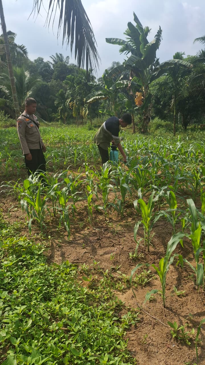 Bhabinkamtibmas Polsek Minas Cek Perkembangan Jagung Program Ketahanan Pangan di Minas Jaya, Tanaman Tumbuh Subur