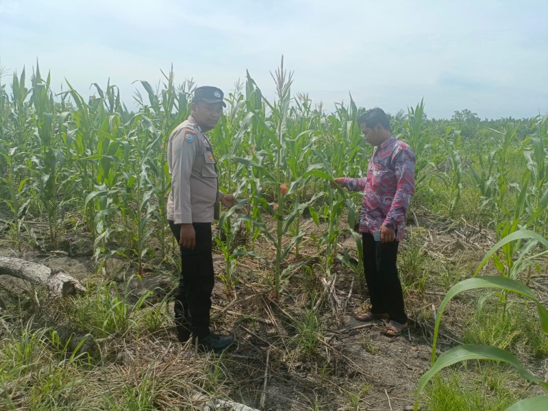 Bhabinkamtibmas Cek Pertumbuhan Jagung, Wujud Dukungan Asta Cita di Tanah Merah