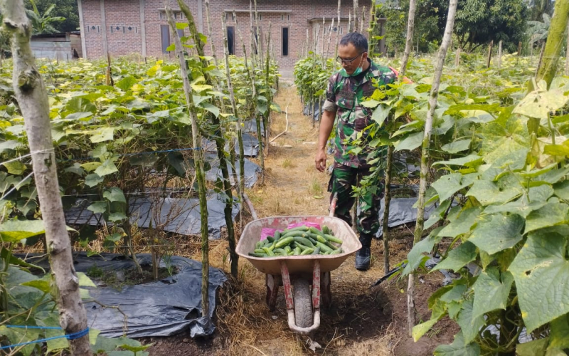 Dukung Ketahanan Pangan, Babinsa Sungai Sembilan Turun ke Kebun Warga