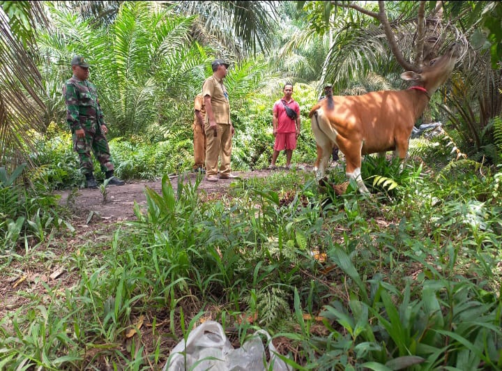 Babinsa Serka Afrisal Bersama Tim URC Lakukan Surveilans PMK di Maredan