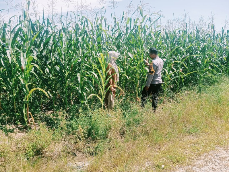 Aktif Perawatan Pertumbuhan Jagung Wujud Nyata Swasembada Pangan Polsek Bangkinang Barat Terus Dampingi Petani