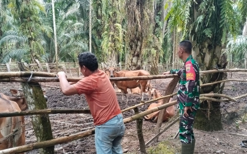 Babinsa Tanjung Penyembal Dampingi Peternak Cegah PMK pada Sapi