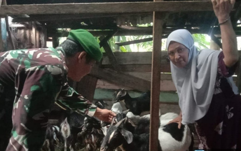 Babinsa Buluh Kasap Dampingi Peternak Kambing, Edukasi Soal Pencegahan PMK