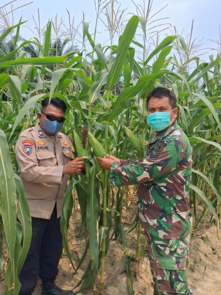 Polsek Minas Tinjau Perkembangan Jagung Poktan Dahlia Kuning, Tongkol Mulai Membesar Meski Cuaca Ekstrem