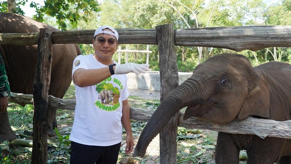 Pagi Ini, Gajah Tari di Taman Nasional Tesso Nilo Ditemukan Mati