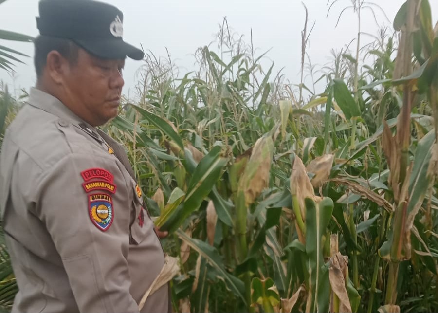 Polisi Pantau Perkembangan Jagung Pipil Usia 107 Hari di Lahan Warga Mandiangin