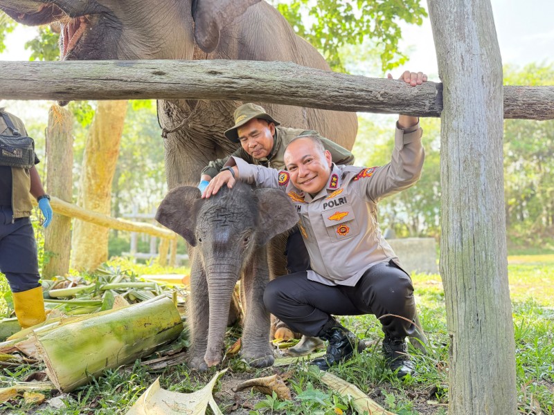 Membawa Harapan, Kapolda Riau Tegaskan Komitmen Lindungi Gajah Sumatera dan Hutan Tesso Nilo