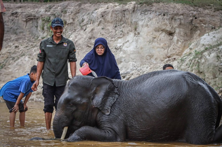 Bupati Siak Afni Z, Ajak Anak-anak Kemah di PLG Minas: Edukasi, Sensasi Mandikan Gajah, dan Diskusi Konflik Satwa