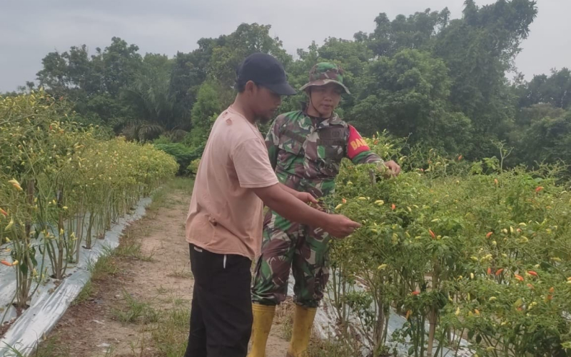 Babinsa Guntung Serma Amrijon Gencarkan Patroli dan Sosialisasi Cegah Karhutla